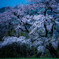 姫しだれ桜