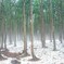 cedar forest