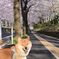 お花見散歩