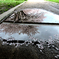 雨上がりの桜