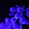 Blue flower-No.3