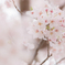 SAKURA ｉｓ beautiful!!