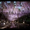 wisteria violet.4