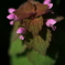 路傍の花