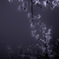 夜桜