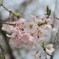 桜咲く