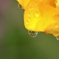 春雨　３
