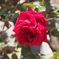 赤い薔薇
