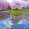 桜と水面に映る空の景色