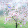 桜とシャボン