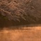 春の日を浴びて