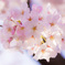 春からの花束を