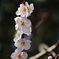 桜の立ち枝
