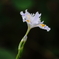 神秘の草花