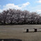 伊賀上野の桜