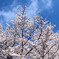 伊賀上野の桜