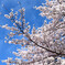 伊賀上野の桜