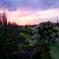 春の訪れ、沈む夕陽。