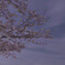 sakuraba