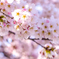 桜咲く２-2
