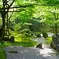 朝の枯山水1