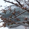 五稜郭公園の桜はもう少しです。