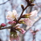 函館もようやく桜咲く（亀田川沿い）