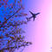 桜と飛行機