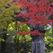 南禅寺の紅葉