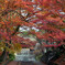 毘沙門紅葉