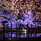 夜桜2