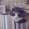 おやすみにゃさい♪