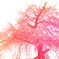 しだれ桜