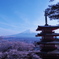新倉浅間山公園　桜&富士山&五重塔