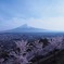 新倉浅間山公園　桜&富士山