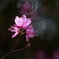 花影紫（KAEI-SHI）