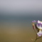 花と海