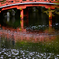 醍醐寺　散り桜