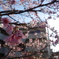 近所に咲いていた桜