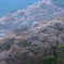 朝霧の吉野山