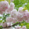 可憐な色の八重桜