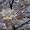桜1