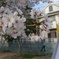桜2