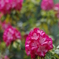 曇天の花1