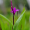 曇天の花3