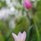 曇天の花4