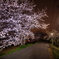 セルフ夜桜