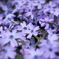 2015_芝桜_その1