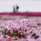 2015_芝桜_その3