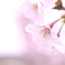 淡桜